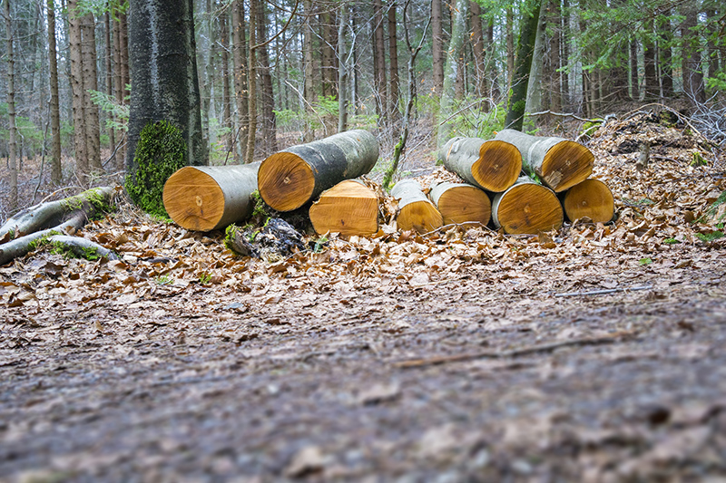 An image of a cut wood in the forest