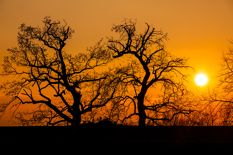 Silhouette of park trees at sunset