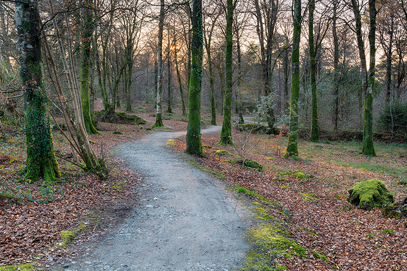 A winding path through beech woodland